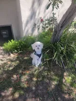 Teddy, a male Maltipoo for sale in Tujunga, CA – 2 of 3