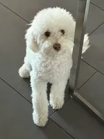 Teddy, a male Maltipoo for sale in Tujunga, CA – 3 of 3