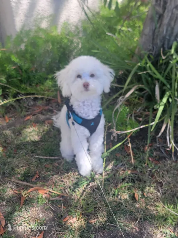 Teddy – Maltipoo puppy for sale in Tujunga, CA