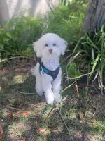 Teddy, a male Maltipoo for sale in Tujunga, CA – 1 of 3
