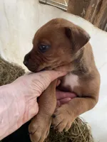 Brown male with starburst mark, a male American Bulldog and Rottweiler for sale in Falls Church, VA – 2 of 6