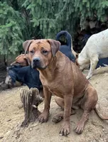 Female 3 (Athena), a female American Bulldog for sale in Falls Church, VA – 9 of 10