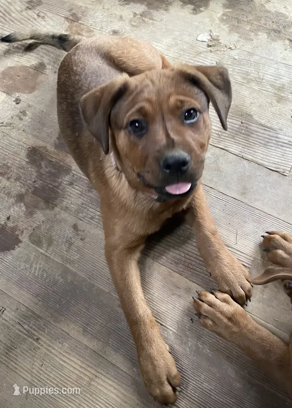 Female 3 (Athena) – American Bulldog puppy for sale in Falls Church, VA