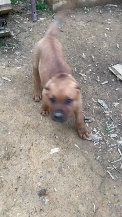 FeMale 7 (Sassy), a female American Bulldog and Rottweiler for sale in Falls Church, VA – 7 of 7