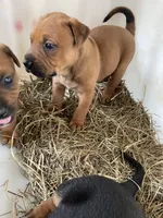 Brown male with white mark down chest, a male American Bulldog and Rottweiler for sale in Falls Church, VA – 3 of 7