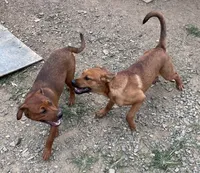 FeMale 7 (Sassy), a female American Bulldog and Rottweiler for sale in Falls Church, VA – 2 of 4