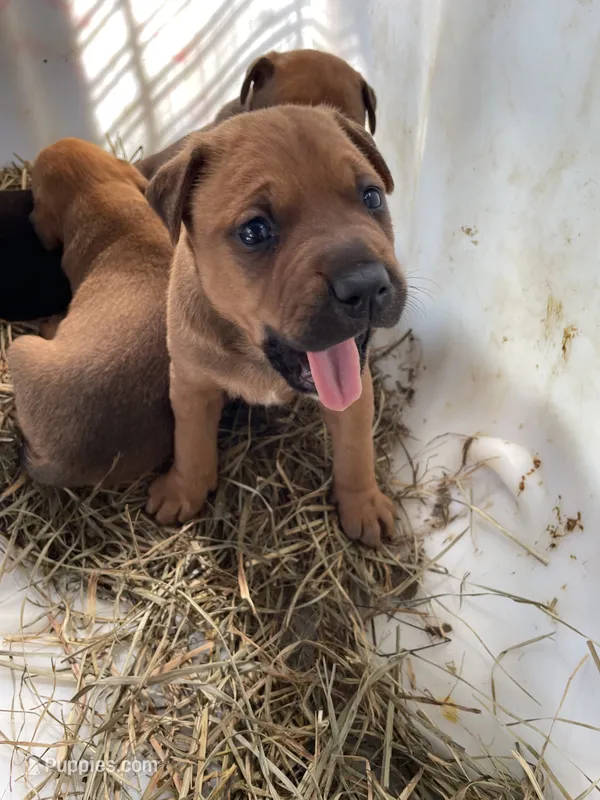 Brown male with white mark down chest – American Bulldog, Rottweiler puppy for sale in Falls Church, VA