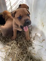 Brown male with white mark down chest, a male American Bulldog and Rottweiler for sale in Falls Church, VA – 1 of 7