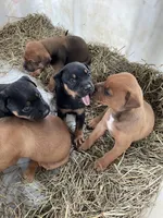 Brown male with white mark down chest, a male American Bulldog and Rottweiler for sale in Falls Church, VA – 5 of 7
