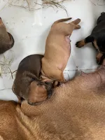 All brown male, a male American Bulldog and Rottweiler for sale in Falls Church, VA – 7 of 7