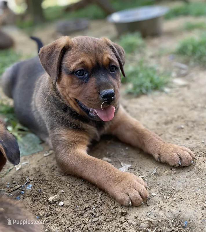 Buddy – American Bulldog, Rottweiler puppy for sale in Falls Church, VA