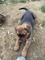 Buddy, a male American Bulldog and Rottweiler for sale in Falls Church, VA – Photo 2 of 2
