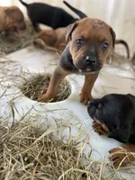 Dark Brown pup, a male American Bulldog and Rottweiler for sale in Falls Church, VA – 2 of 7