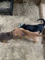 Black Female , a female American Bulldog and Rottweiler for sale in Falls Church, VA – 3 of 4