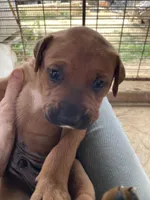 Brown male with starburst mark, a male American Bulldog and Rottweiler for sale in Falls Church, VA – 5 of 6
