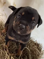 Lil sweetheart , a female American Bulldog and Rottweiler for sale in Falls Church, VA – 3 of 6