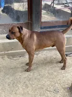 Female 1, a female American Bulldog and Rottweiler for sale in Falls Church, VA – Photo 5 of 5