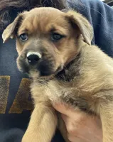 Female 1, a female American Bulldog and Rottweiler for sale in Falls Church, VA – Photo 3 of 5