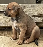 Female 1, a female American Bulldog and Rottweiler for sale in Falls Church, VA – Photo 2 of 5