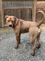 Female 1, a female American Bulldog and Rottweiler for sale in Falls Church, VA – Photo 4 of 5