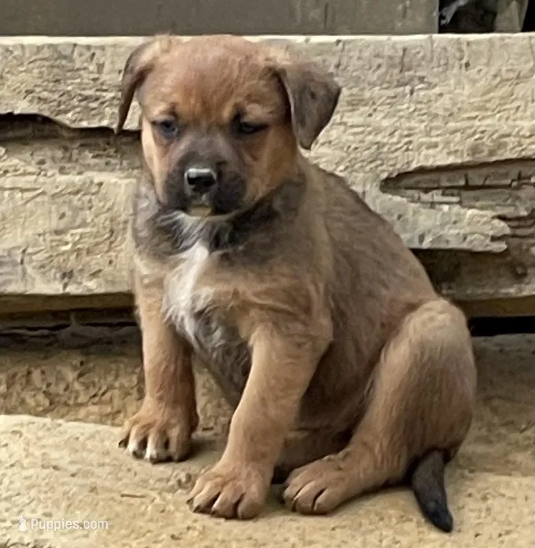 Female 1 – American Bulldog, Rottweiler puppy for sale in Falls Church, VA