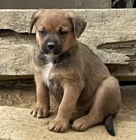 Female 1, a female American Bulldog and Rottweiler for sale in Falls Church, VA – Photo 1 of 5