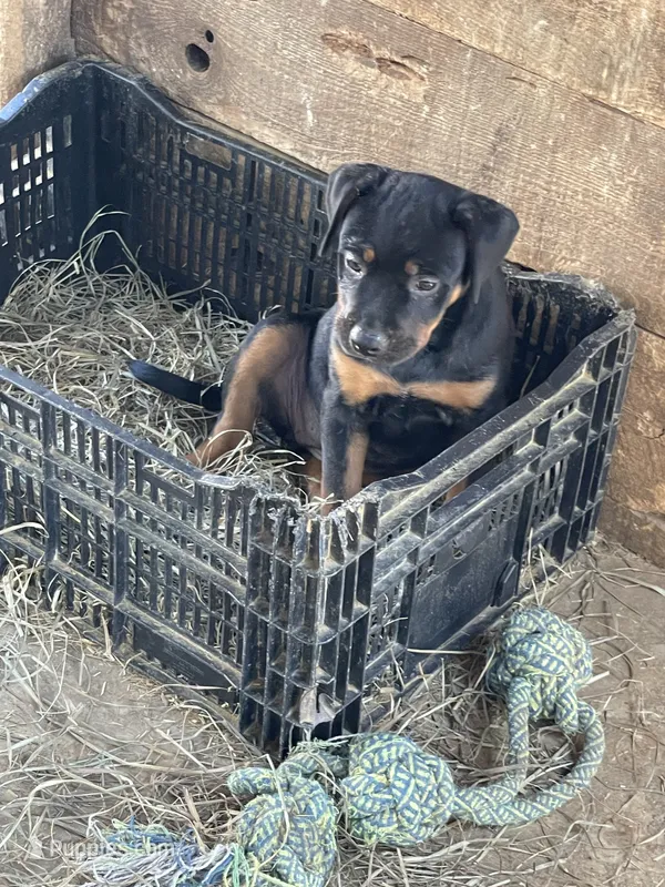 Black Female  – American Bulldog, Rottweiler puppy for sale in Falls Church, VA