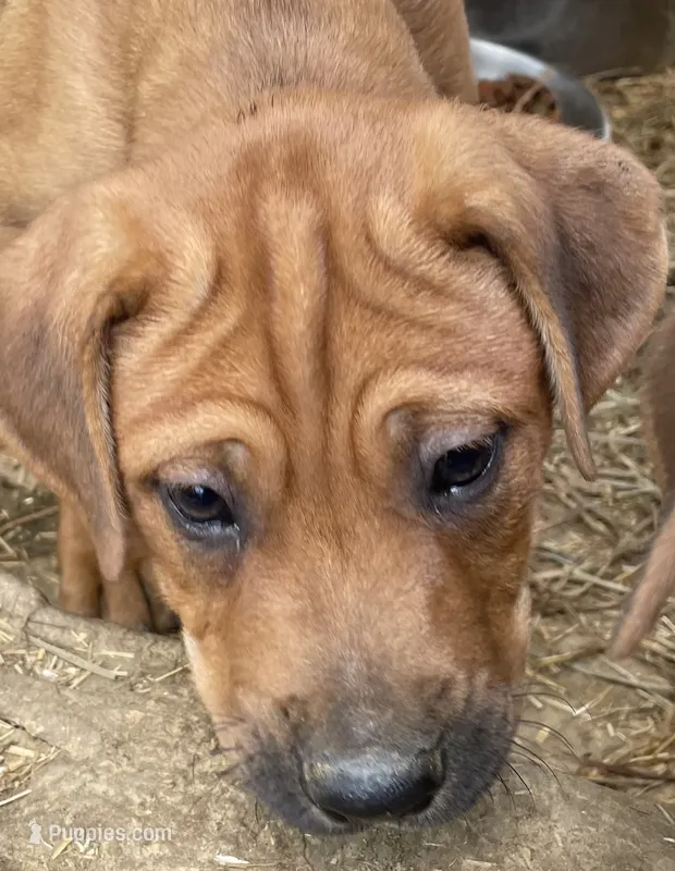 Brown male with white mark down chest – American Bulldog, Rottweiler puppy for sale in Falls Church, VA
