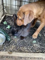Female 3 (Athena), a female American Bulldog for sale in Falls Church, VA – 3 of 10