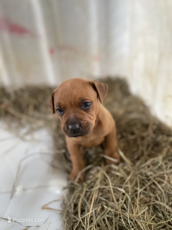 All brown male – American Bulldog, Rottweiler puppy for sale in Falls Church, VA