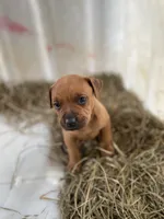 All brown male, a male American Bulldog and Rottweiler for sale in Falls Church, VA – 1 of 7