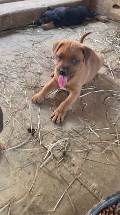 Black Female , a female American Bulldog and Rottweiler for sale in Falls Church, VA – 4 of 4