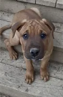 FeMale 7 (Sassy), a female American Bulldog and Rottweiler for sale in Falls Church, VA – 2 of 7
