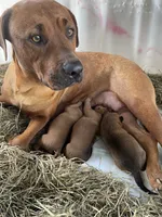 All brown male, a male American Bulldog and Rottweiler for sale in Falls Church, VA – 5 of 7