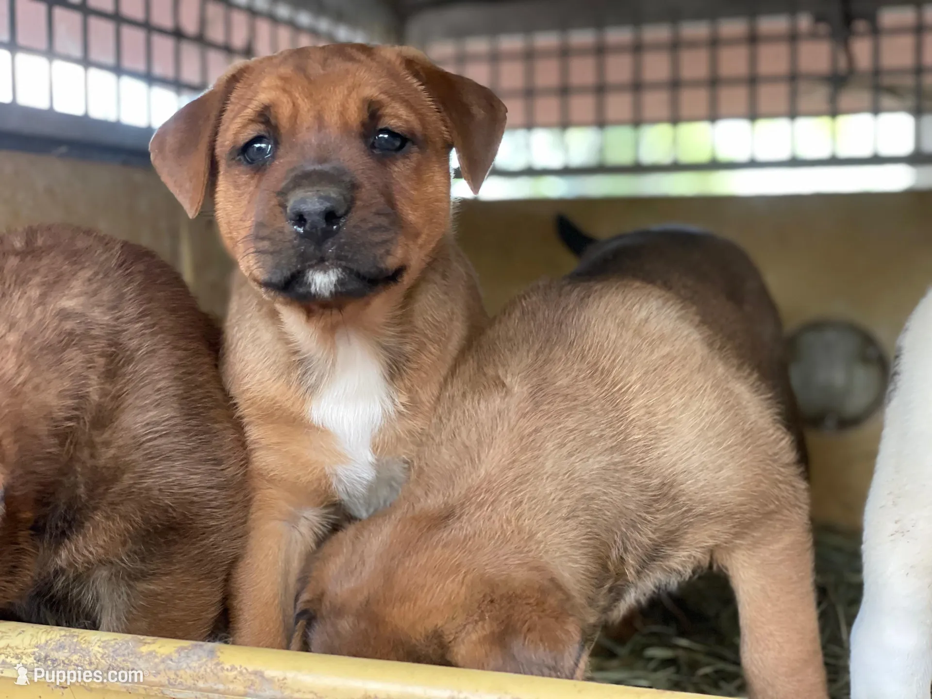 Buster Brown , a male American Bulldog and Rottweiler for sale in Falls Church, VA – Photo 1 of 5