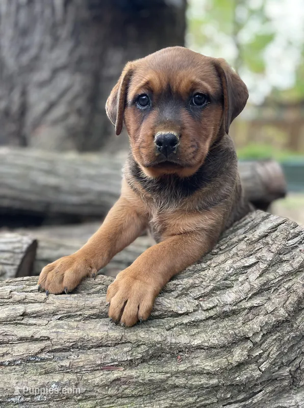 Bossy girl – American Bulldog, Rottweiler puppy for sale in Falls Church, VA