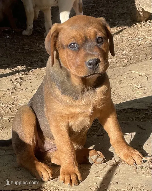 Bossy girl – American Bulldog, Rottweiler puppy for sale in Falls Church, VA