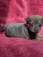 Peanut, a male American Bulldog for sale in Falls Church, VA – Photo 5 of 5