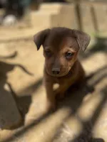 Peanut, a male American Bulldog for sale in Falls Church, VA – Photo 1 of 5