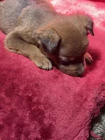 Peanut, a male American Bulldog for sale in Falls Church, VA – Photo 4 of 5