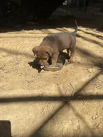 Peanut, a male American Bulldog for sale in Falls Church, VA – Photo 3 of 5