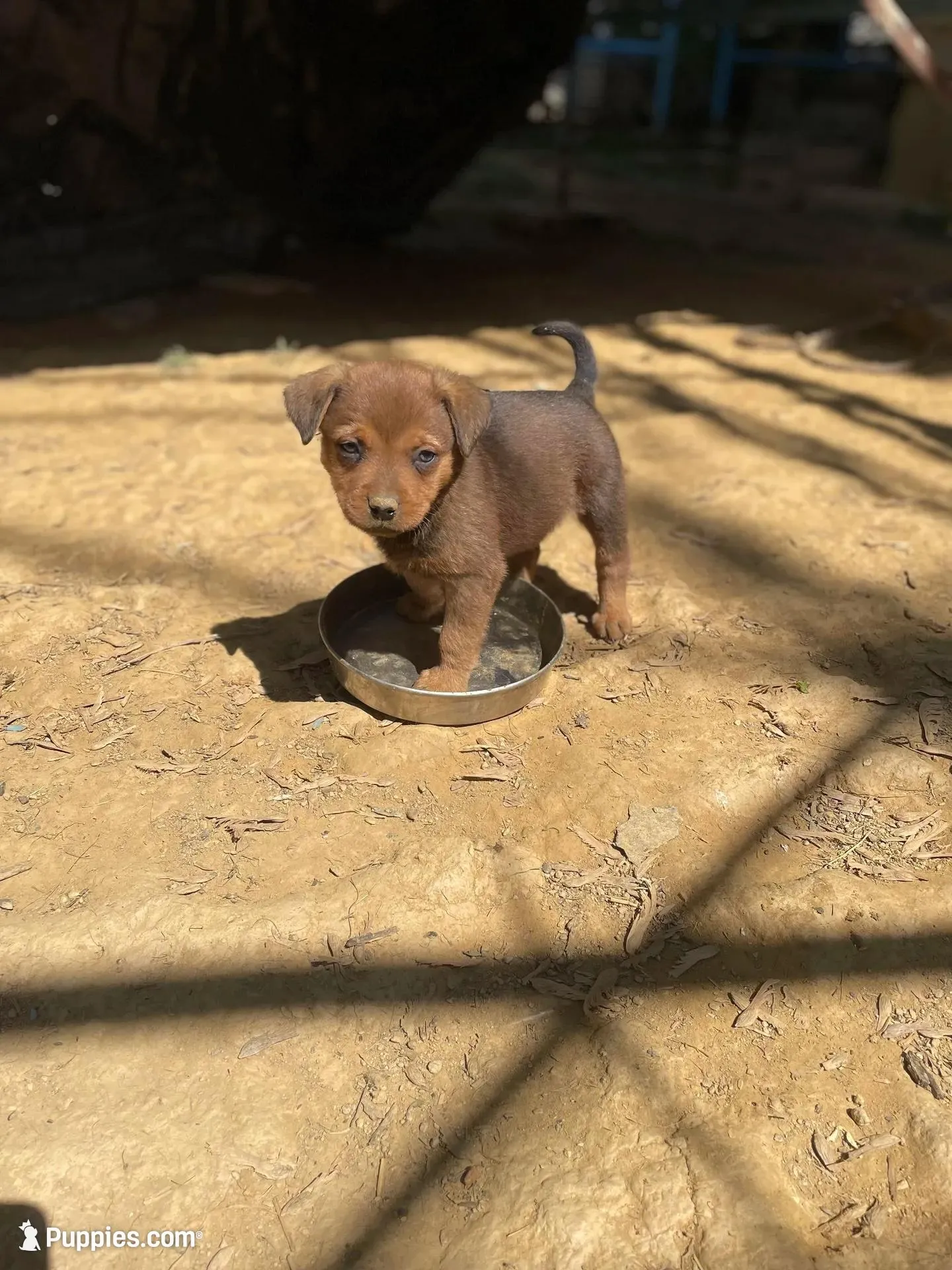 Peanut, a male American Bulldog for sale in Falls Church, VA – Photo 2 of 5