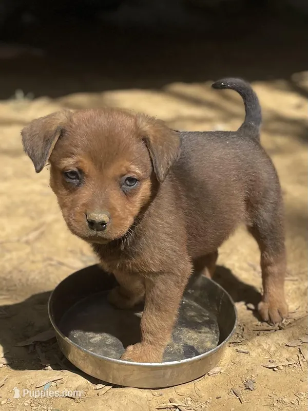 Peanut – American Bulldog puppy for sale in Falls Church, VA