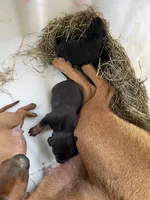 Lil sweetheart , a female American Bulldog and Rottweiler for sale in Falls Church, VA – 4 of 6