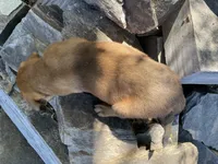 Male 5, a male American Bulldog for sale in Falls Church, VA – Photo 6 of 6