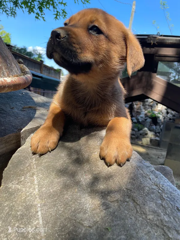 Male 5 – American Bulldog puppy for sale in Falls Church, VA