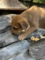 Male 5, a male American Bulldog for sale in Falls Church, VA – Photo 4 of 6