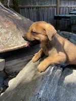 Male 5, a male American Bulldog for sale in Falls Church, VA – Photo 5 of 6