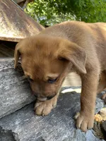 Male 5, a male American Bulldog for sale in Falls Church, VA – Photo 2 of 6