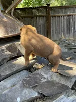 Male 5, a male American Bulldog for sale in Falls Church, VA – Photo 3 of 6